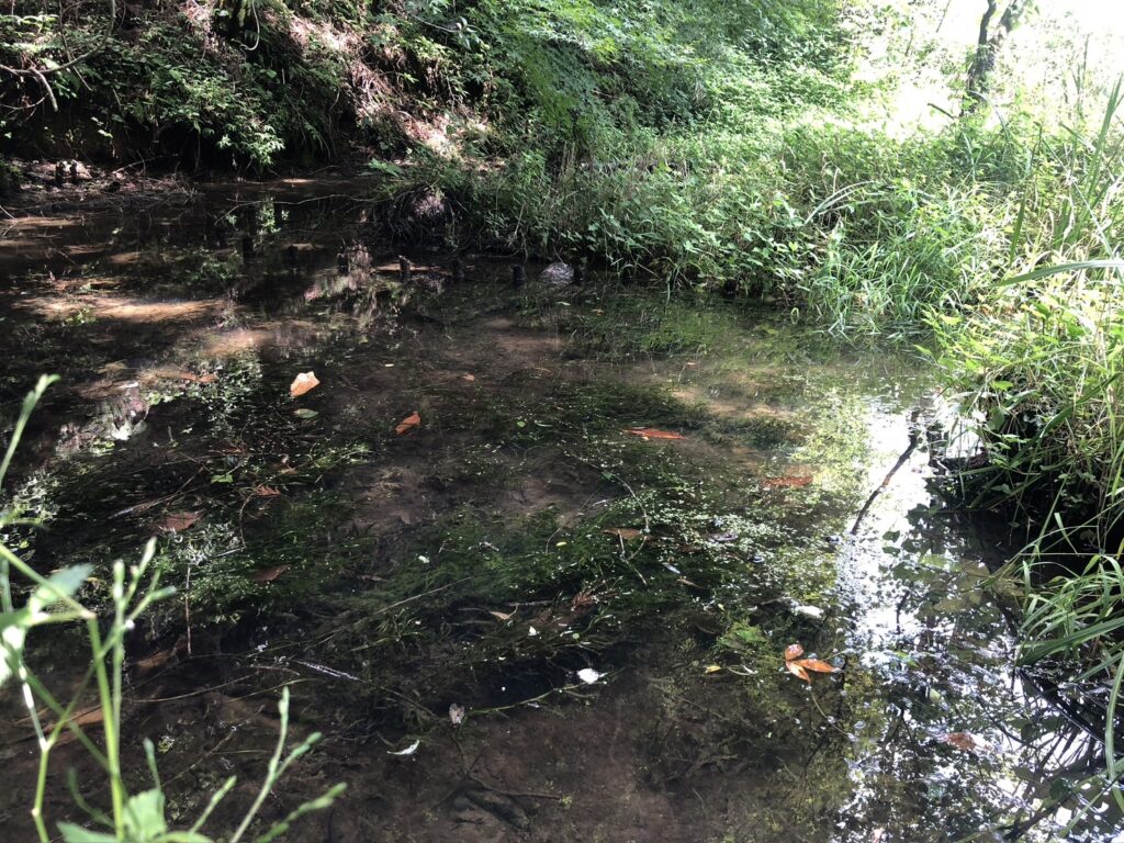 水玉の池