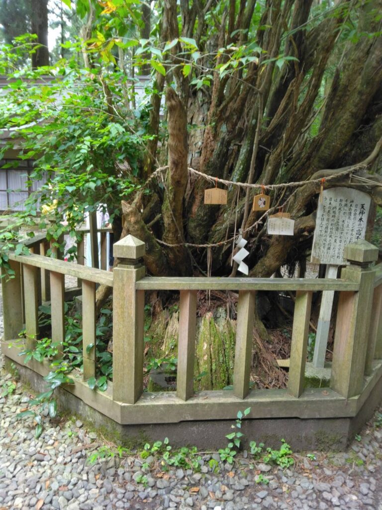 幣立神宮の御神木