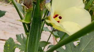 オクラの実と花