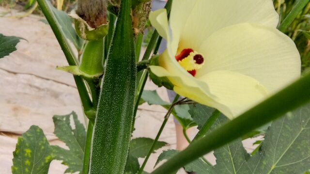 オクラの実と花