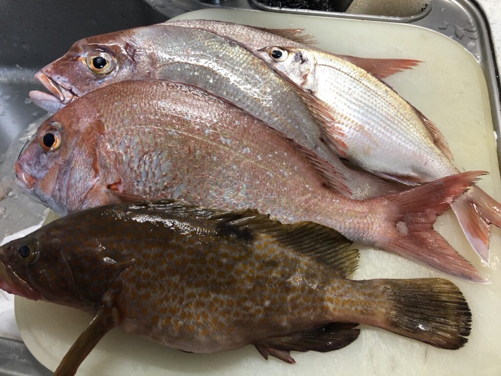 鯛とアコウの写真