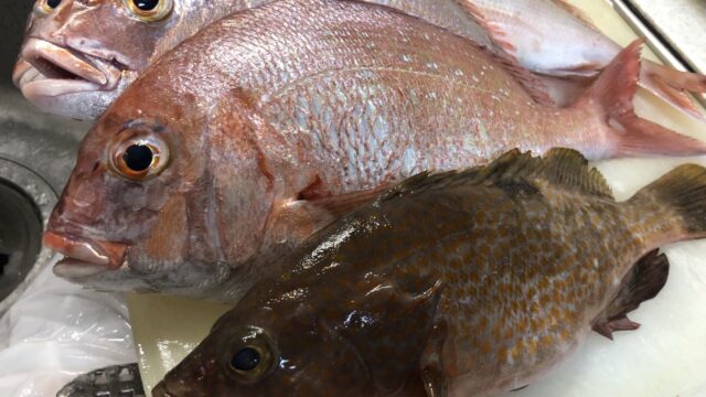 関門海峡で鯛の一つテンヤ釣りに行ってきました｜ケイブログ